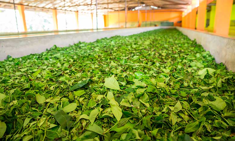 ceylon-tea-leaves-drying-process-sri-lanka-factory