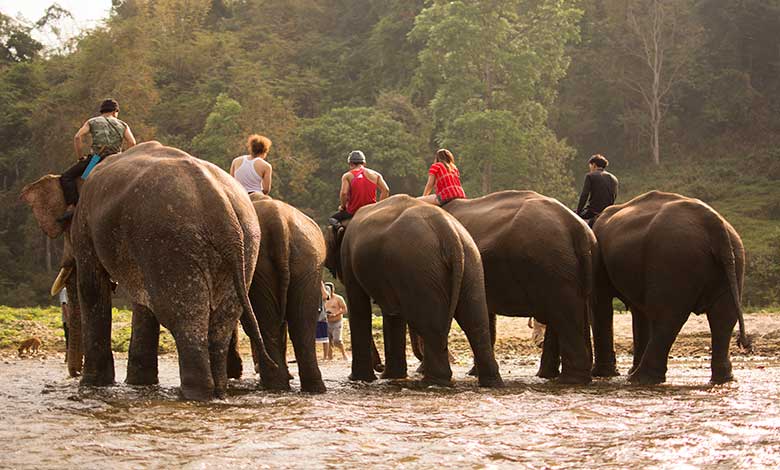 elephant-bathing-river-after-completion-training-elephants