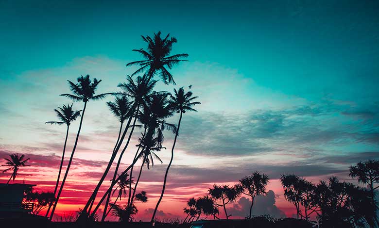 palms-bright-sunset-background