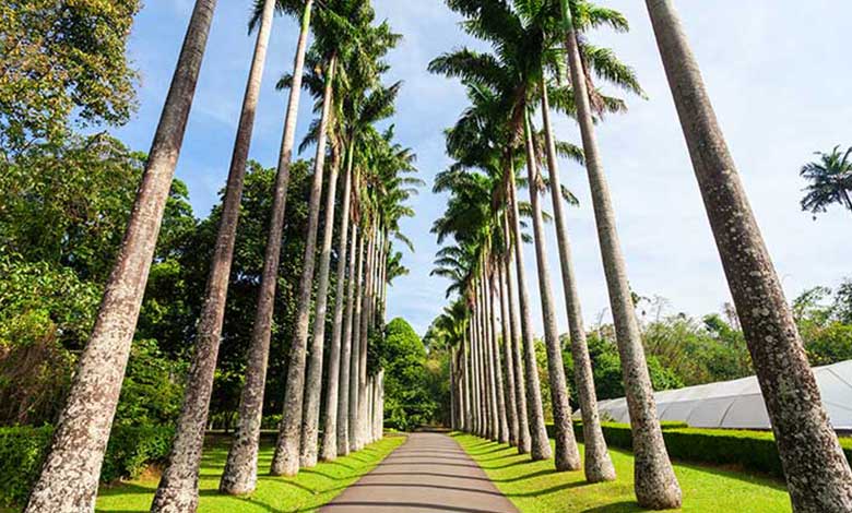 peradeniya-royal-botanic-gardens-1