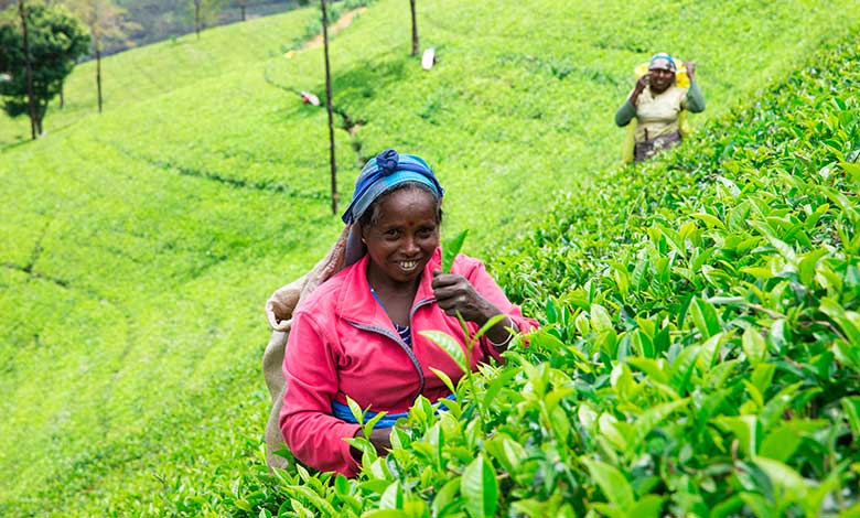 sri-lanka-nuwara-eliya-tea-plantation-tea-pickers