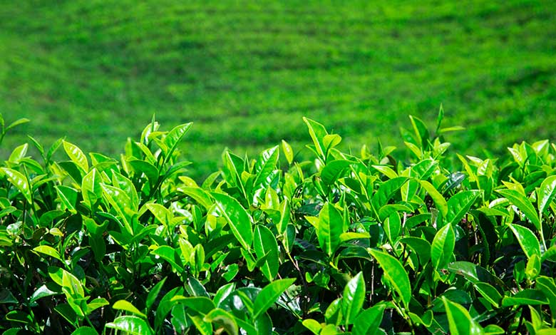 tea-plantation-nature-background