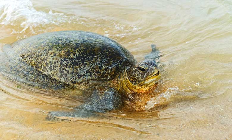 turtle-hatchery