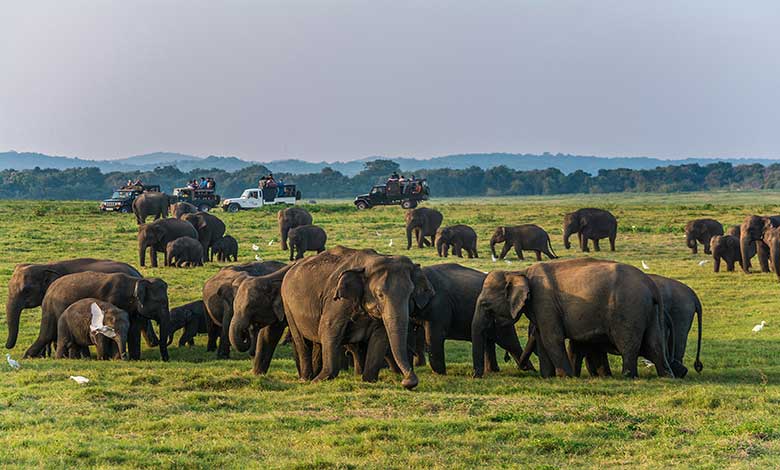 wild-elephants-safari-kaudulla-minneriya-sri-lanka