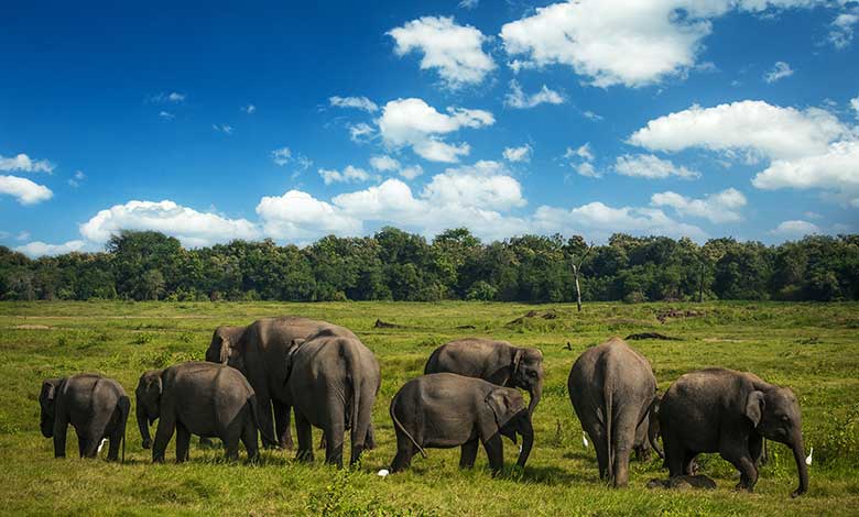 wild-elephants-sri-lanka-minneriya-national-park